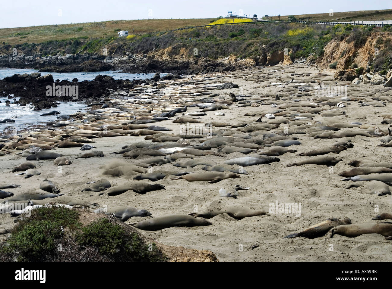 Elephant seals, bay at the Route No. 1, California, USA Stock Photo
