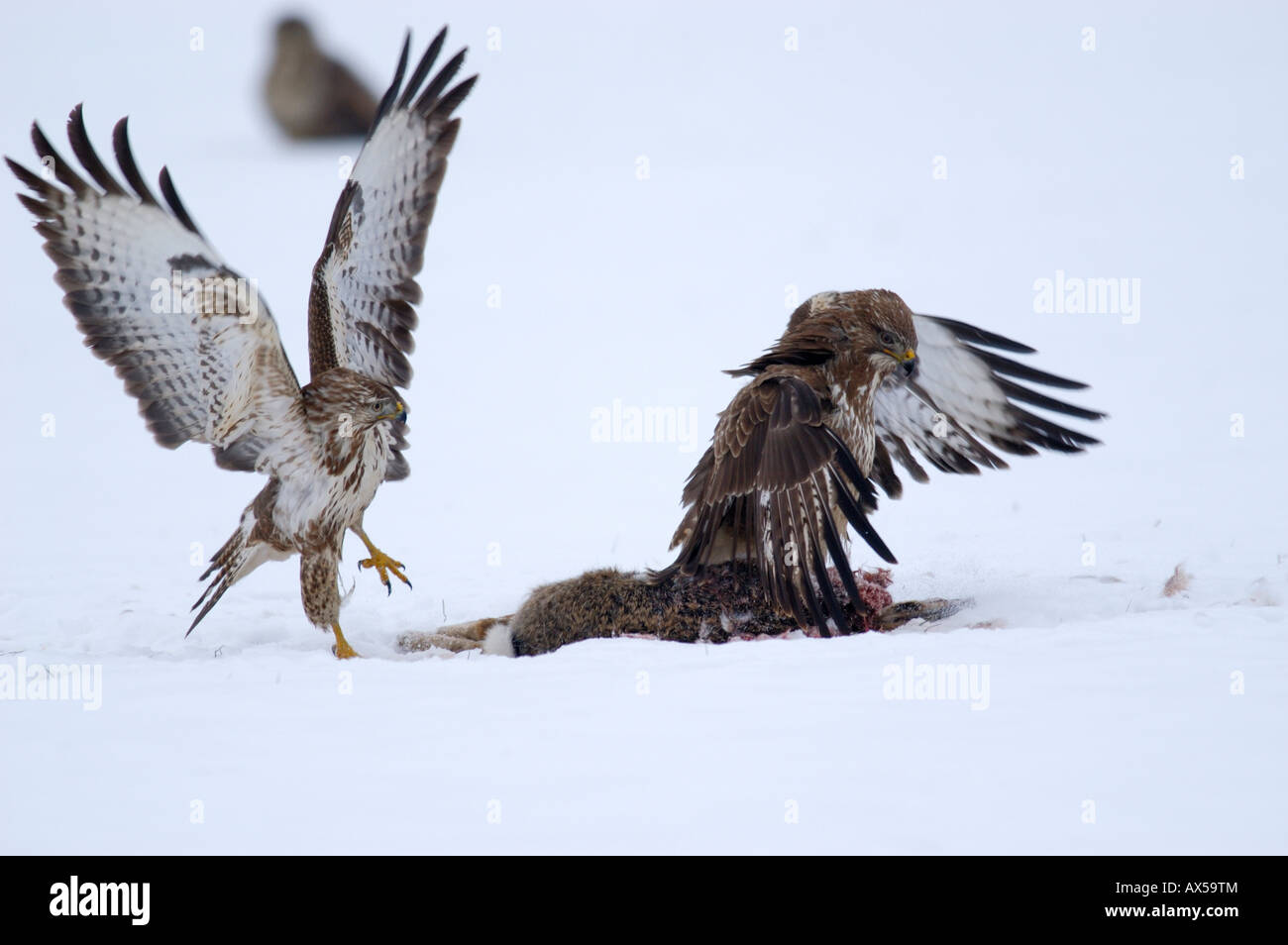 Common Buzzards (Buteo buteo) fighting over prey Stock Photo