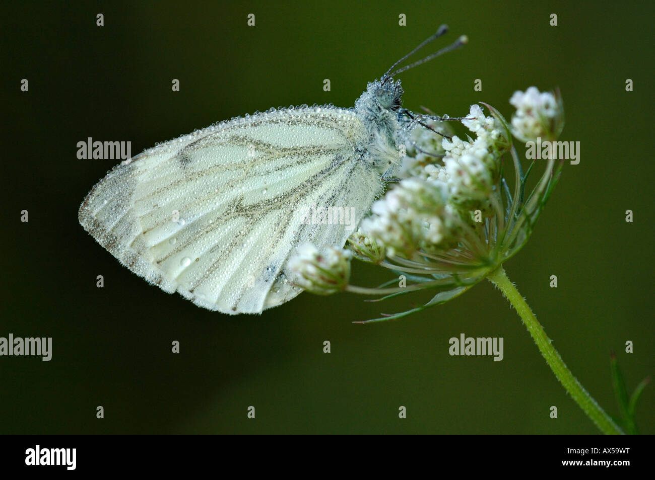 Small Cabbage White (Pieris rapae) with dew drops Stock Photo