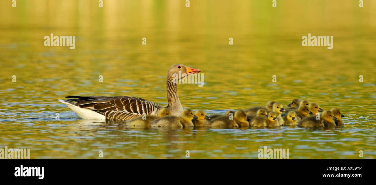 Greylag Goose (Anser anser) with chicks Stock Photo
