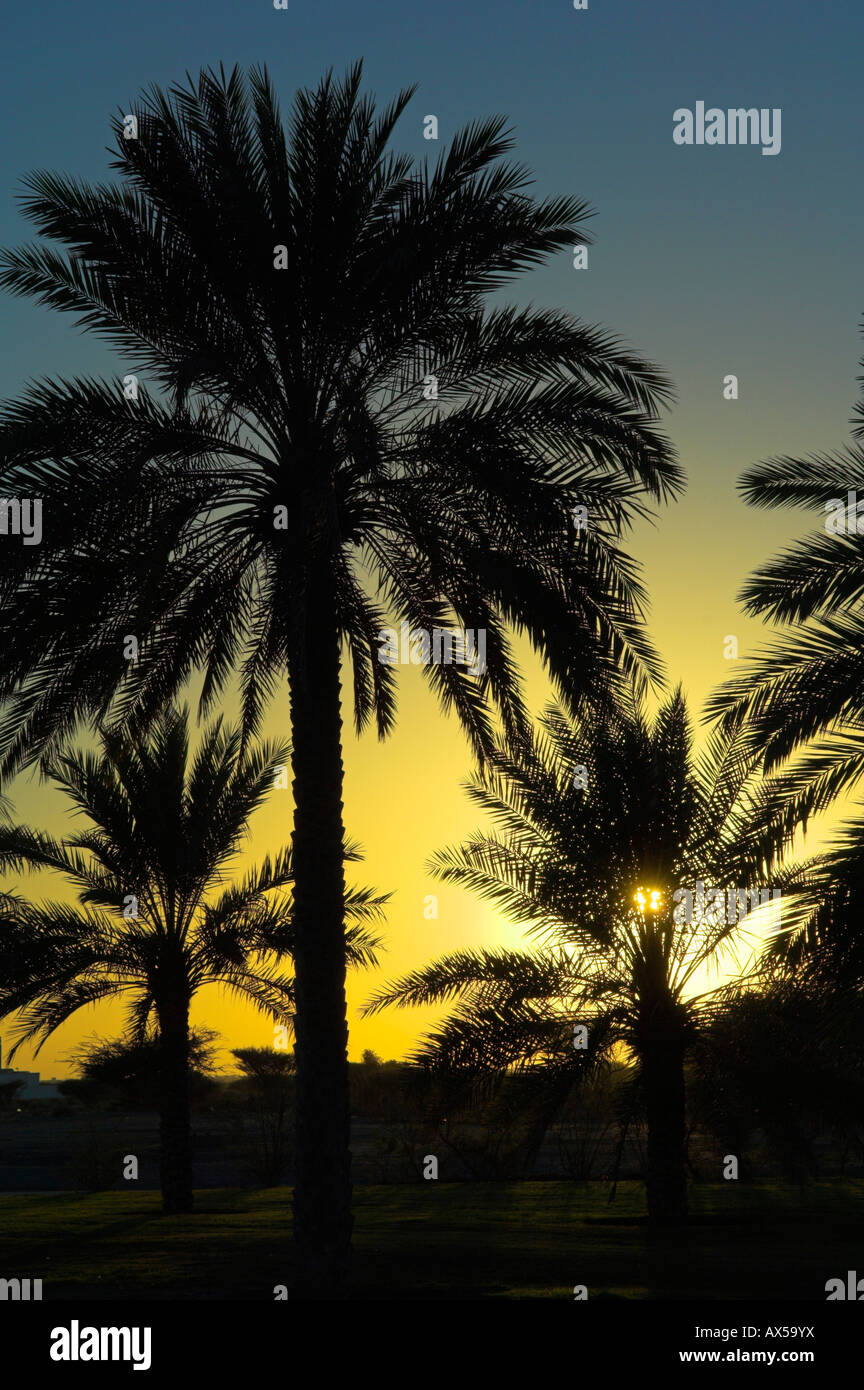 Palm trees silhouetted against sunset Stock Photo - Alamy