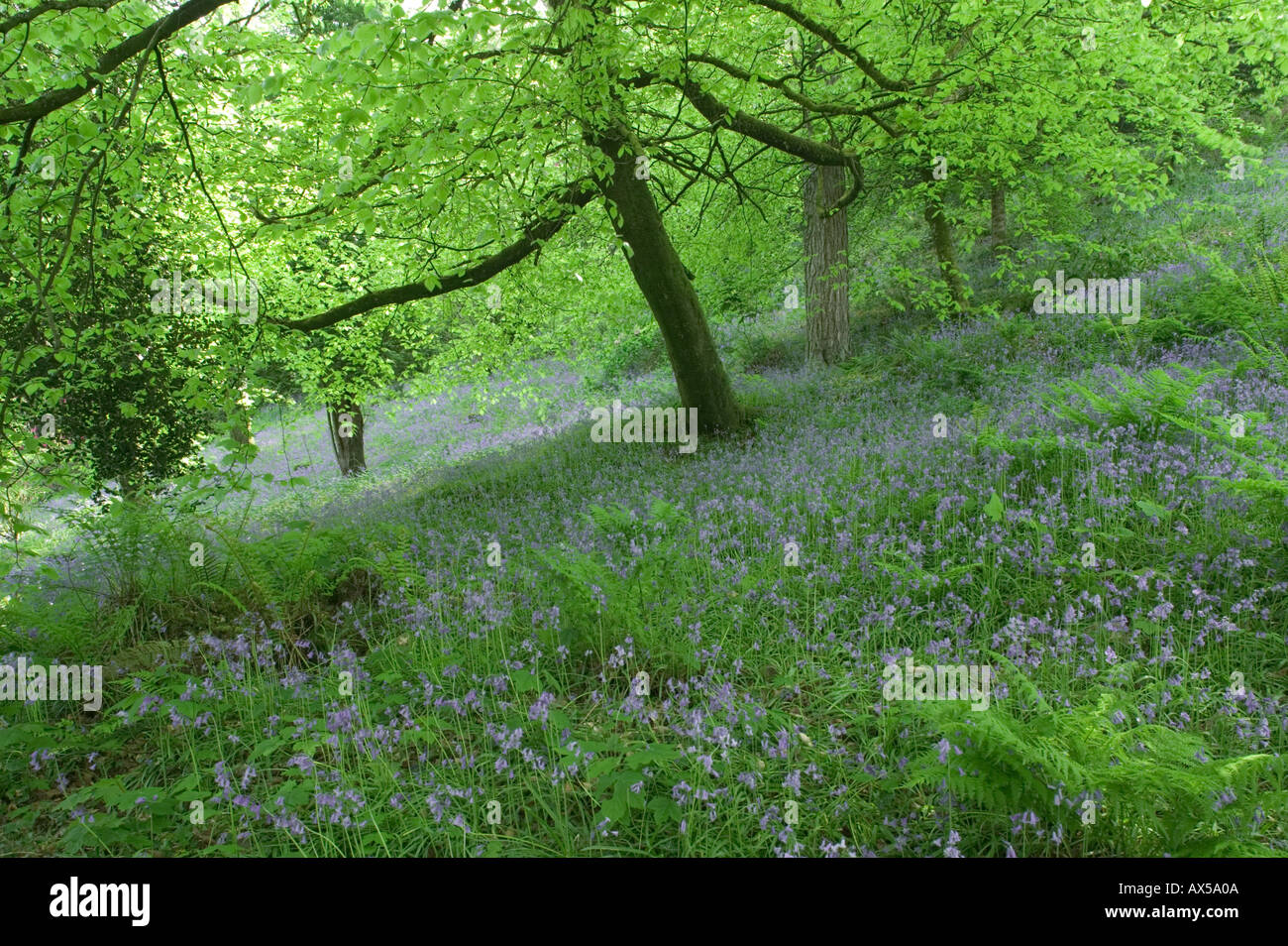 A carpet of Blue bells Colby Woodland Gardens Amroth Pembrokeshire Wales Stock Photo