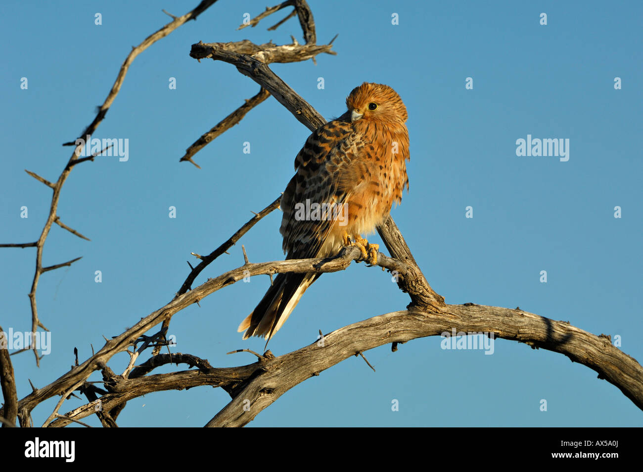 Greater Kestrel (Falco rupicoloides) on perch Stock Photo Alamy
