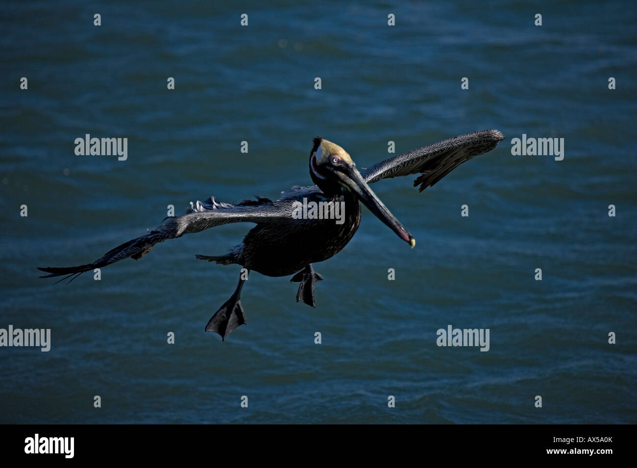 Brown Pelican (Pelecanus occidentalis) Sonora Mexico Adult Flying Stock Photo