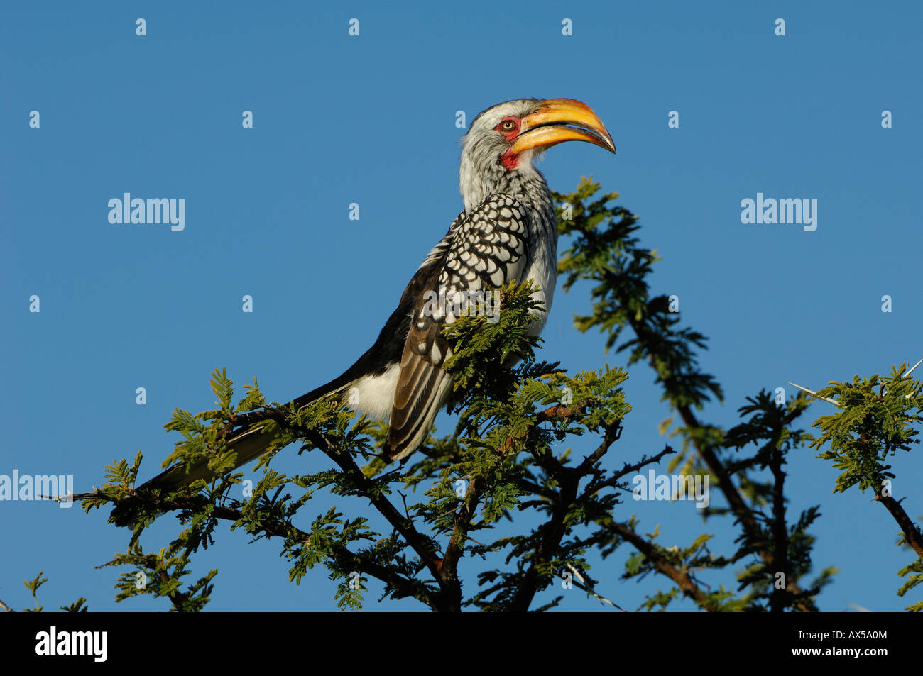 Yellow-billed Hornbill (Tockus flavirostris) on perch Stock Photo