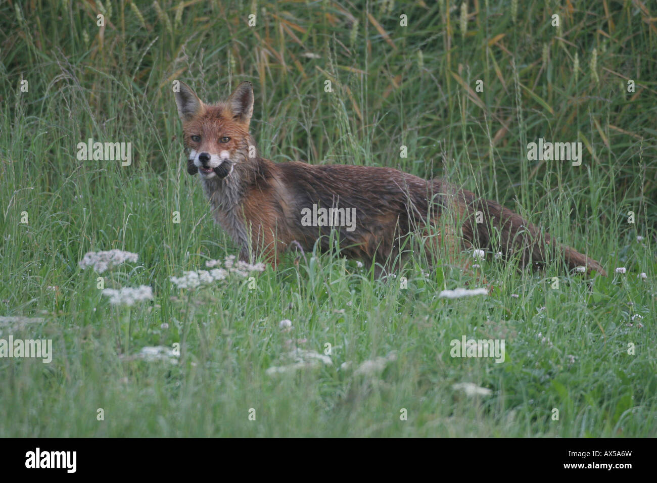 Red Fox (Vulpes vulpes) with vole Stock Photo