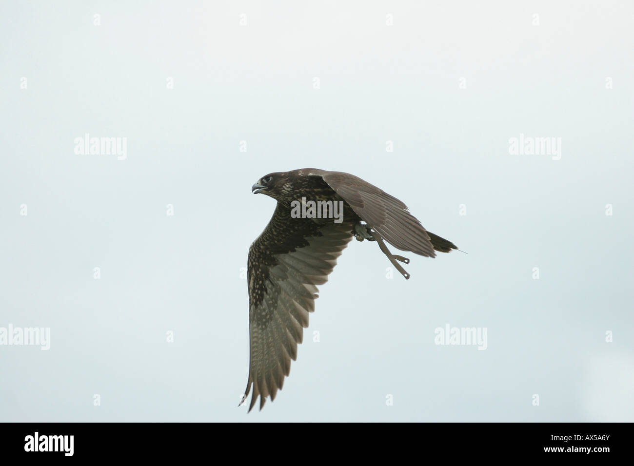 Peregrine Falcon (Falco peregrinus), hunting, Germany Stock Photo