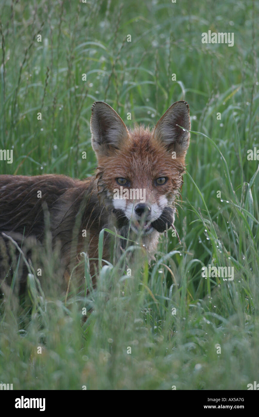 Red Fox (Vulpes vulpes) with vole Stock Photo