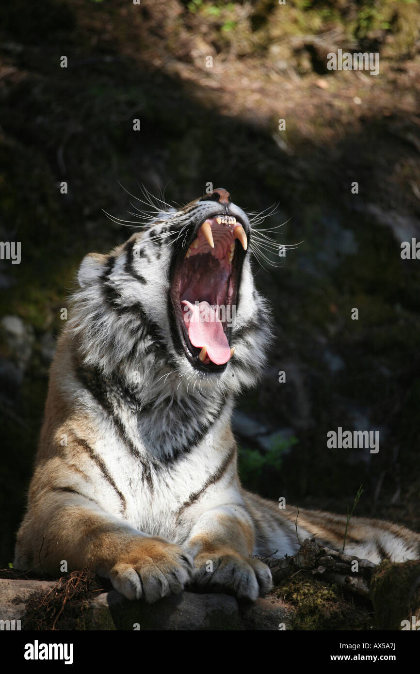 Yawning Siberian Tiger (Panthera tigris altaica), zoo photo, Kolmarden, Sweden Stock Photo