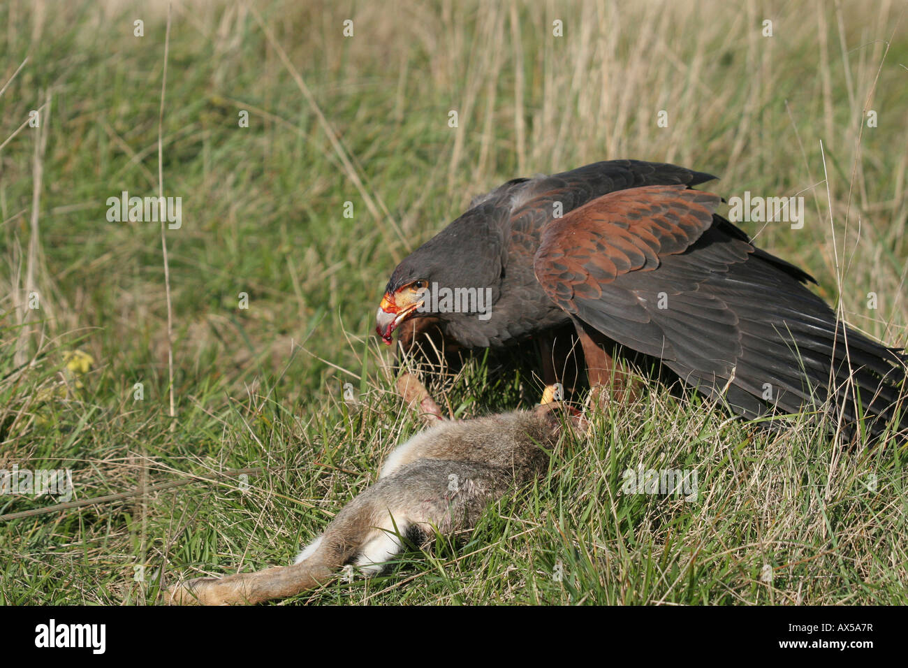 Harris hawk photos hi-res stock photography and images - Alamy