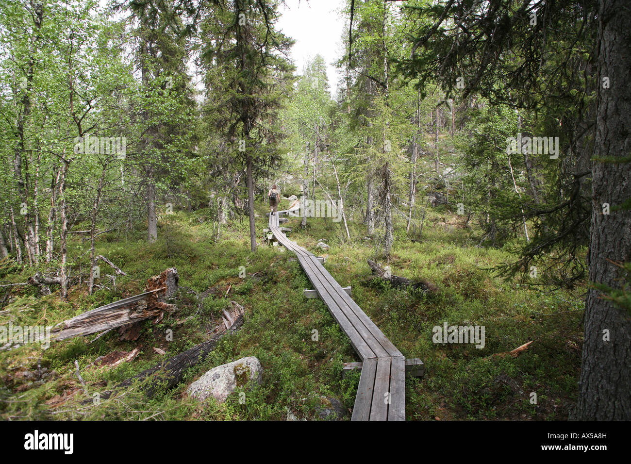 Boardwalk in the Muddus National Park, Sweden Stock Photo