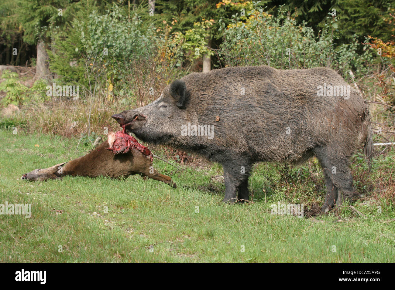 Wild boar (Sus scrofa), male, eating dead deer Stock Photo