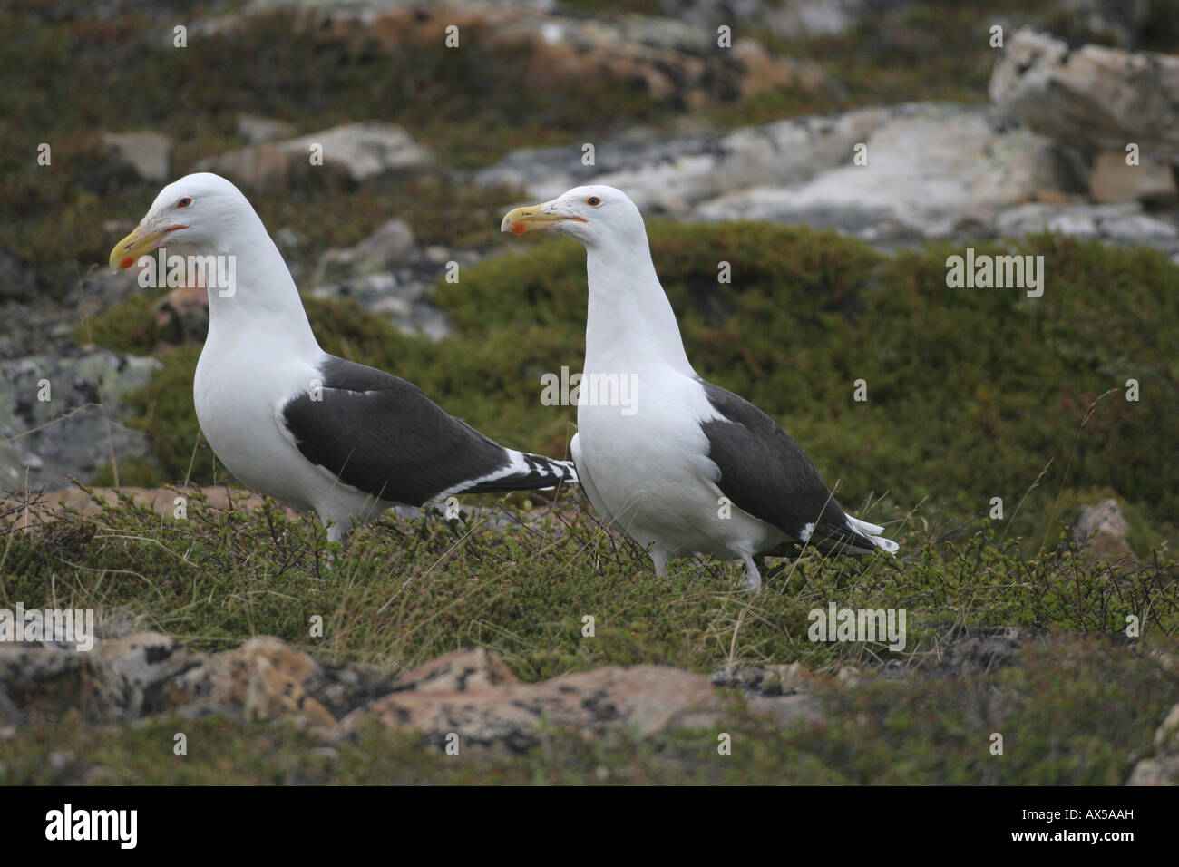 Great Black-backed Gulls (Larus marinus) on bird rock, Northern Norway Stock Photo