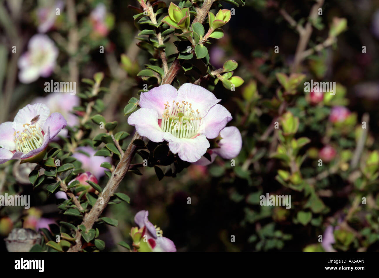Leptospermum scoparium High Resolution Stock Photography and Images - Alamy