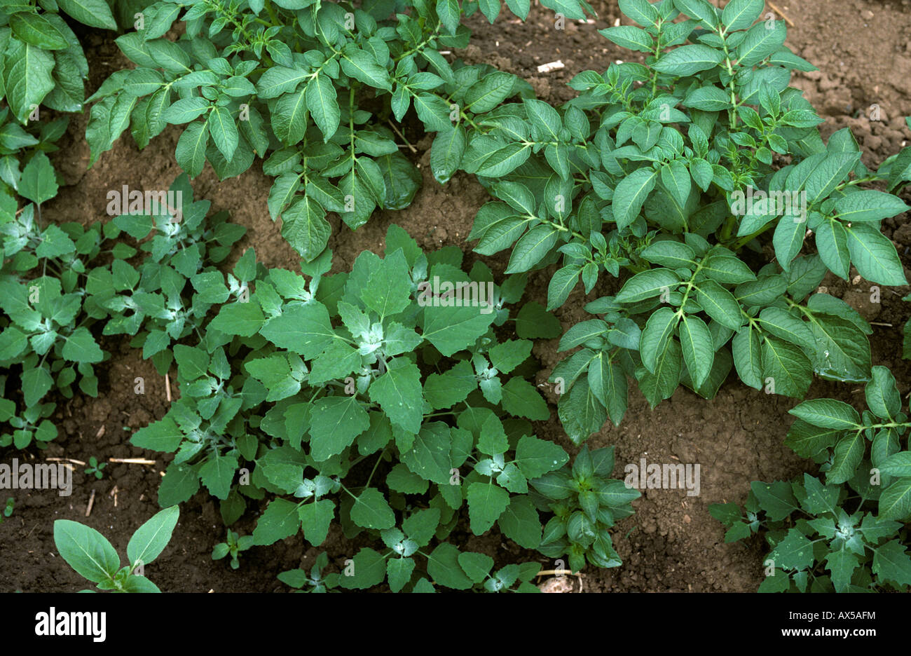 Fat hen Chenopodium album weed plants in a potato crop Germany Stock Photo