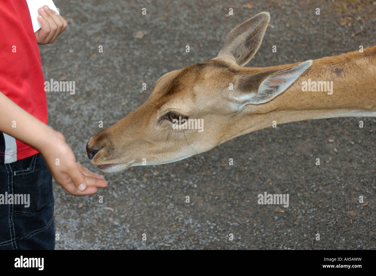 Child feeding a fallow deer Dama dama Stock Photo