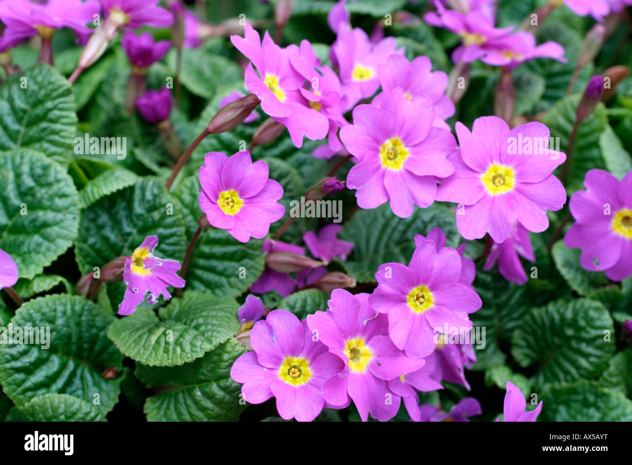 PRIMULA THEODORA Stock Photo