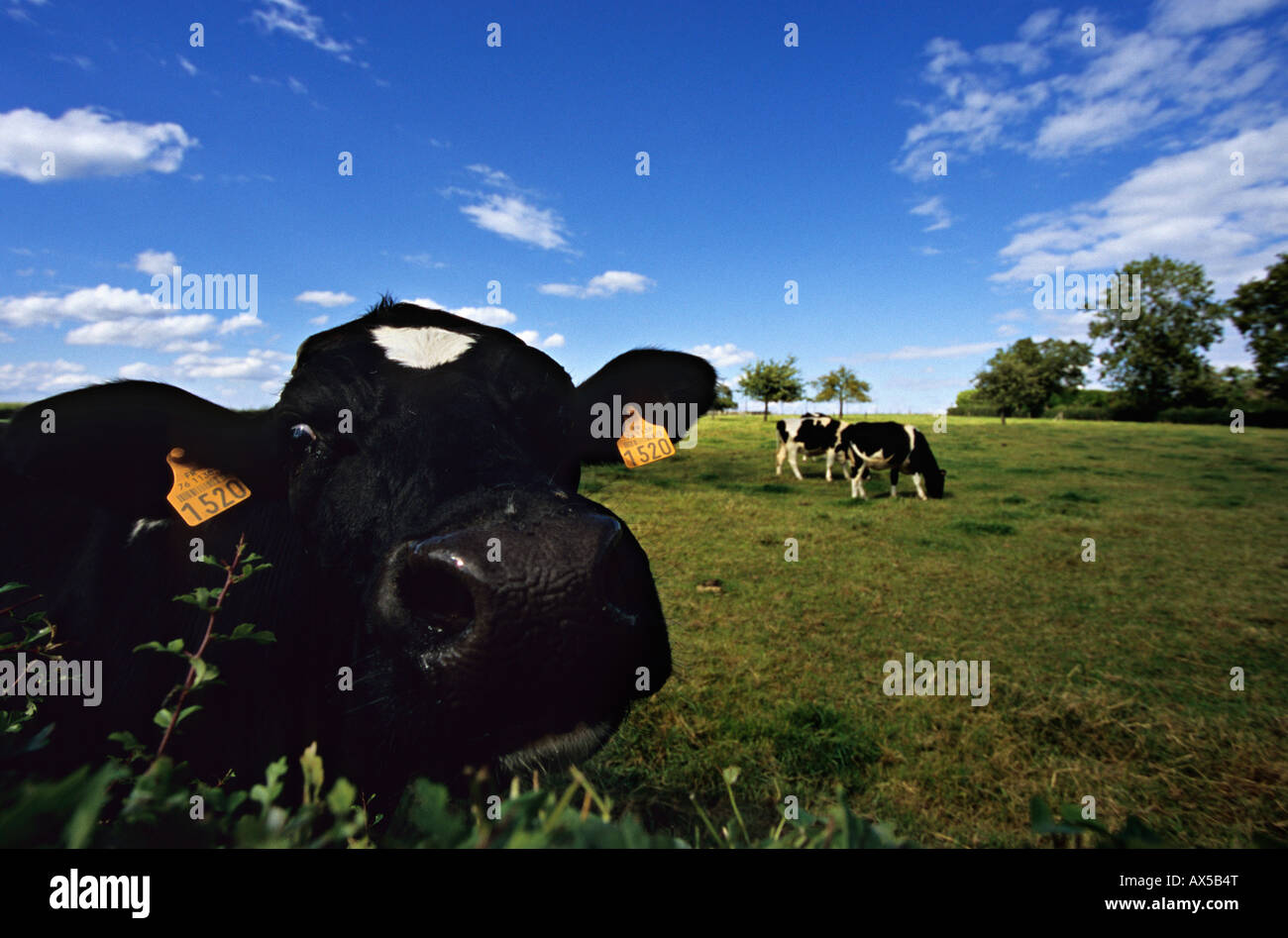 Black and white cow in a field hi-res stock photography and images - Alamy