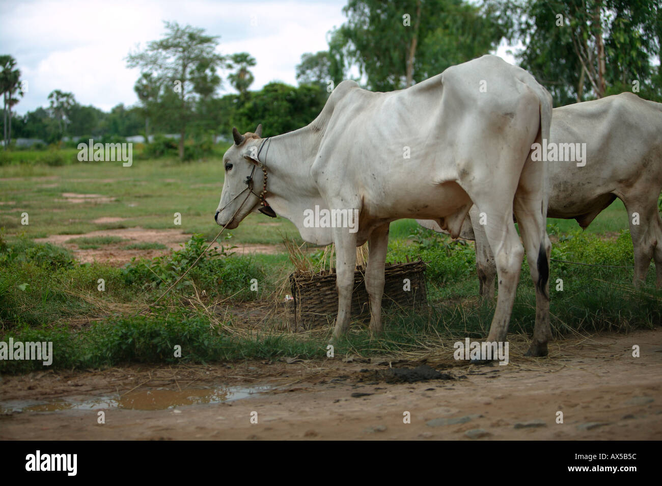 Cows on pasture Cambodia Asia Stock Photo