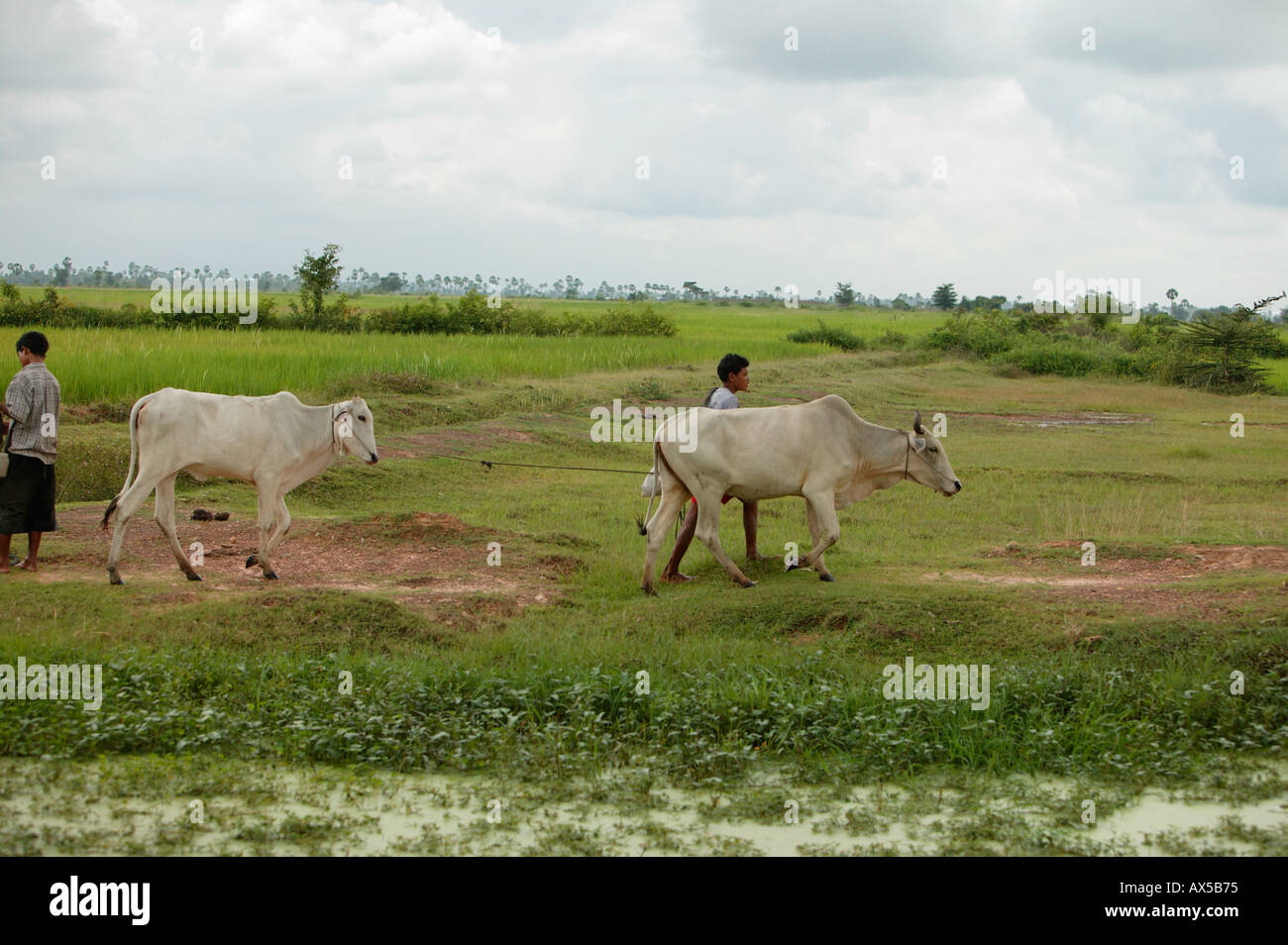 Image T0312029 Cows and their care takers Cambodia Asia Stock Photo