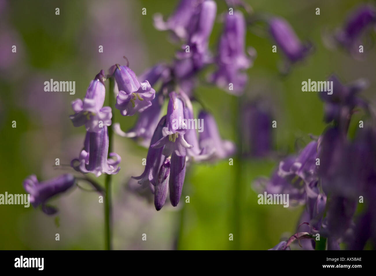 close up Blue bells Colby Woodland Gardens Amroth Pembrokeshire Wales Stock Photo