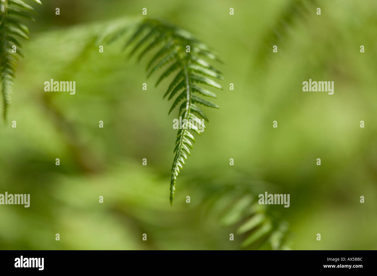 close up Bracken Colby Woodland Gardens Amroth Pembrokeshire Wales Stock Photo