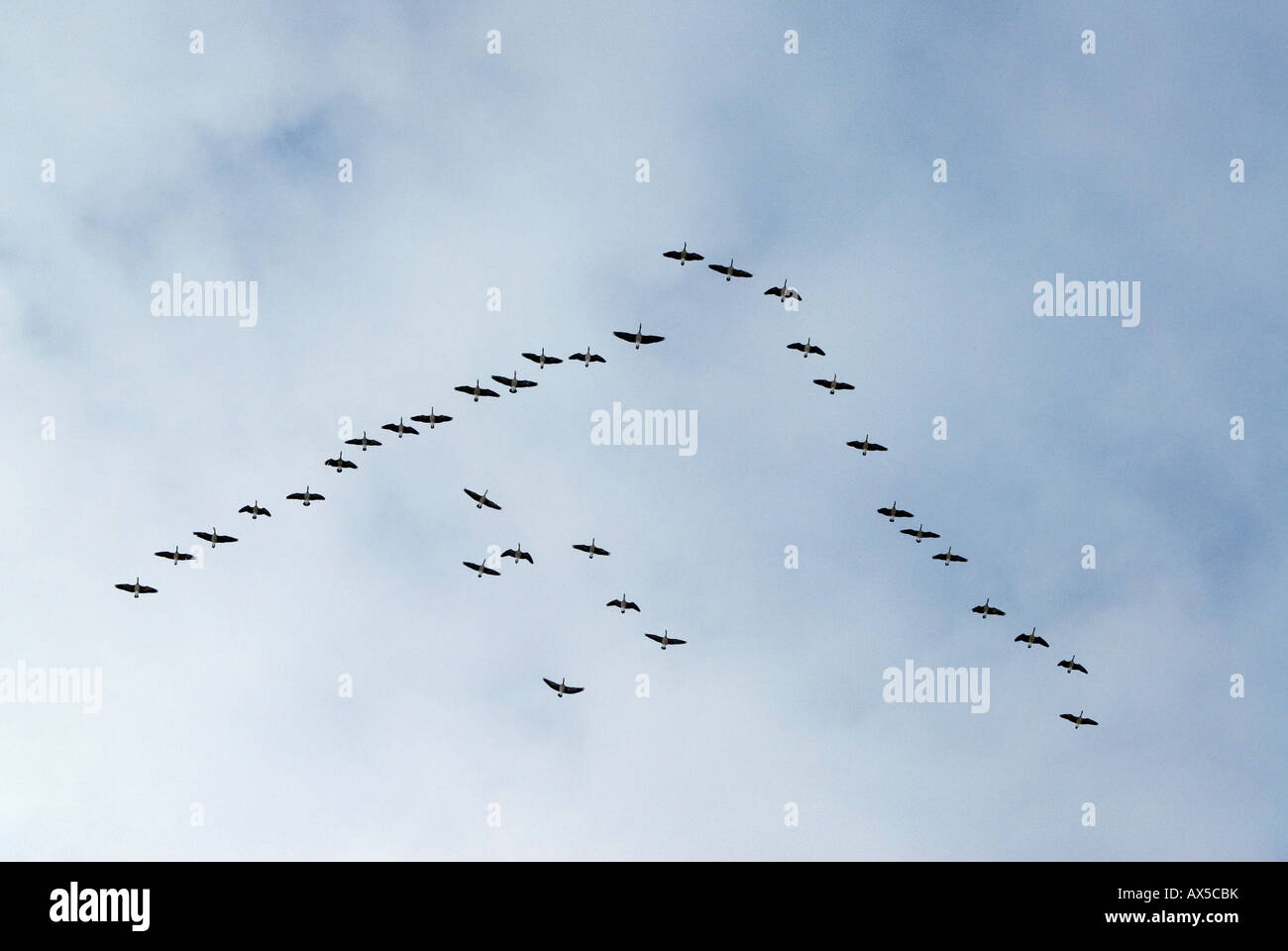 flock of Canada geese flying in V-formation against a blue sky tinged with white clouds Stock Photo