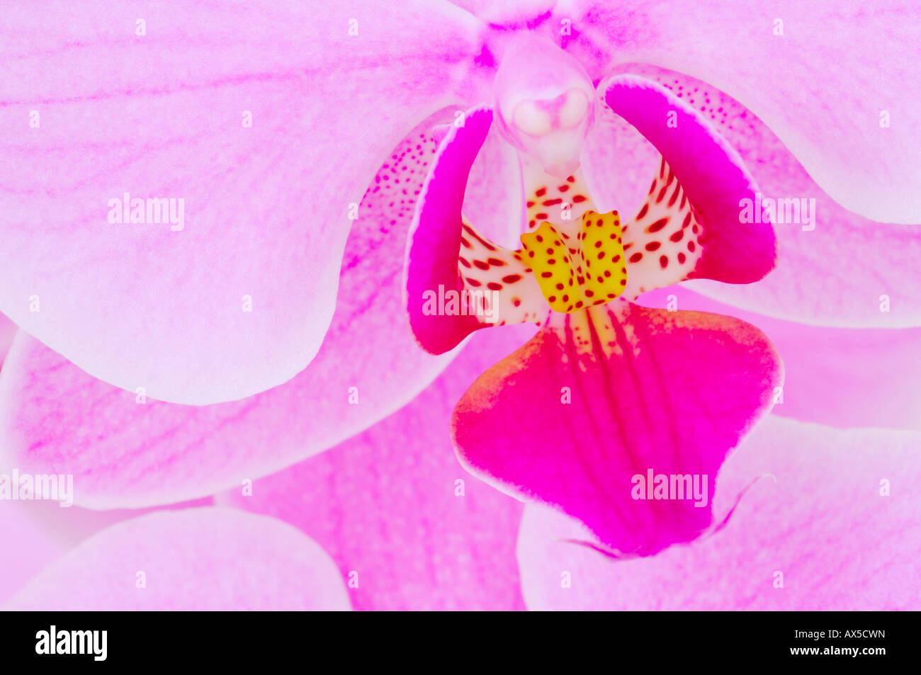 Orchid (Phalaenopsis sp.) Stock Photo