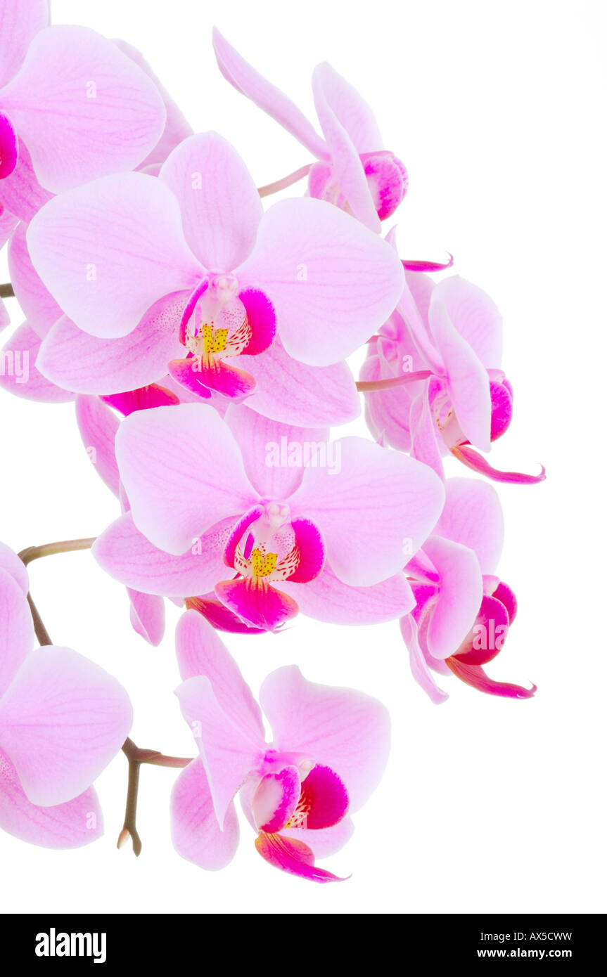 Orchids (Phalaenopsis sp.) Stock Photo