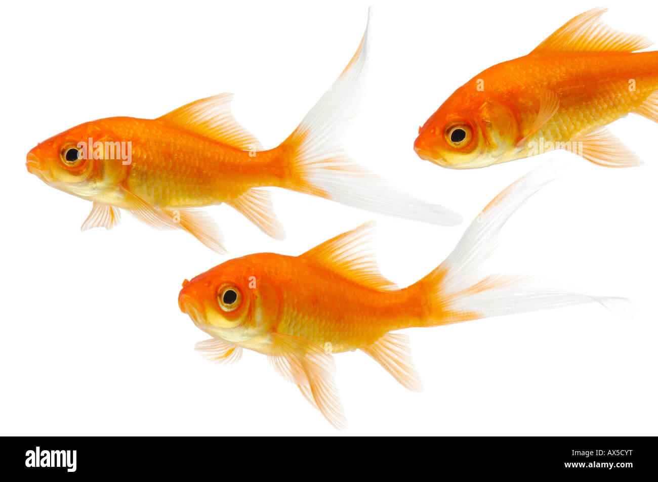 Goldfishes (Carassius auratus) Stock Photo