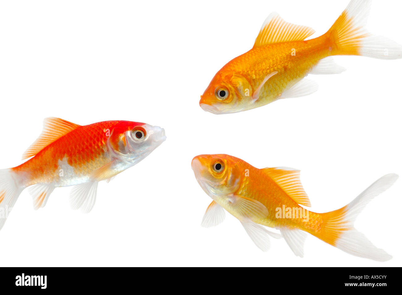 Goldfishes (Carassius auratus) Stock Photo