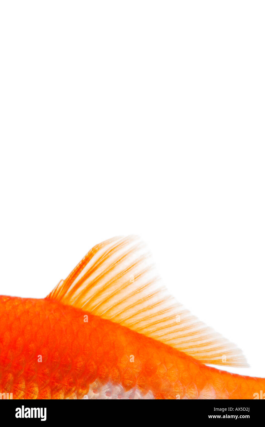 Goldfish fin (Carassius auratus) Stock Photo