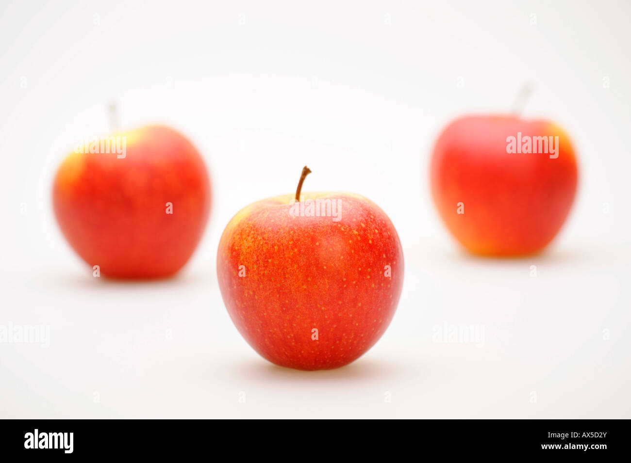 Apples (Malus) Stock Photo