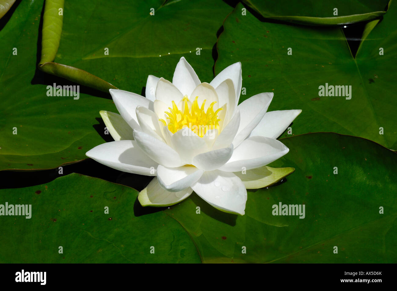 European White Waterlily or White Lotus (Nymphaea alba) Stock Photo