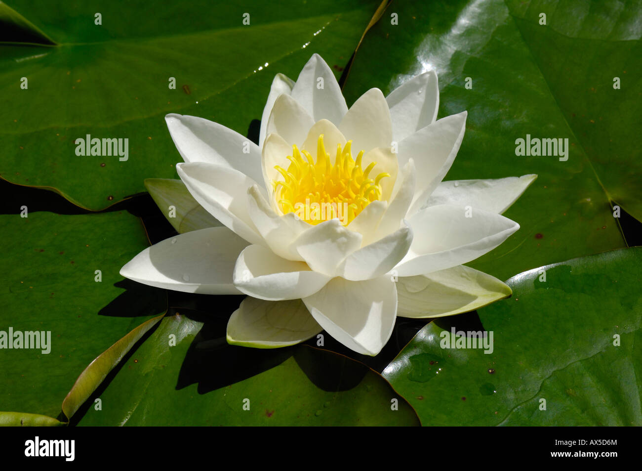 European White Waterlily or White Lotus (Nymphaea alba) Stock Photo