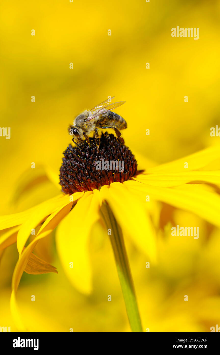 Bee (Apiformes) perched in a Black-eyed Susan (Rudbeckia fulgida) Stock Photo