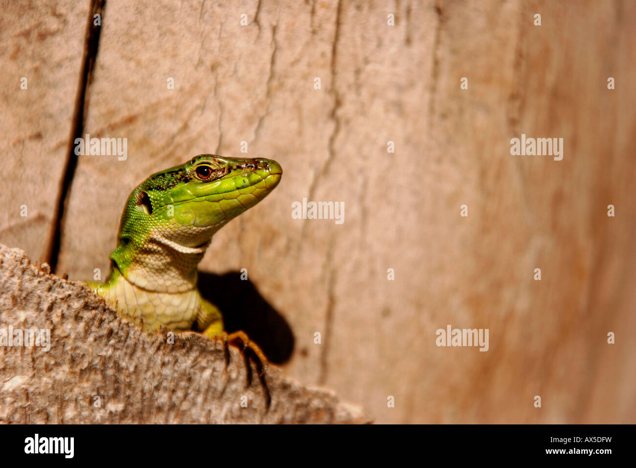 Lizard Palm Green lizard looking curiously out of a palm tree in Makarska, Croatia ...