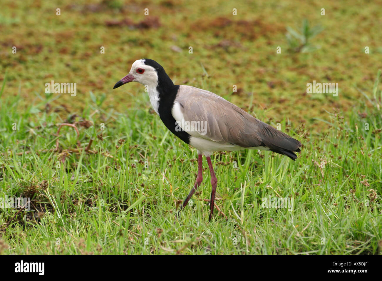 Long-toed Plover  Stock Photo