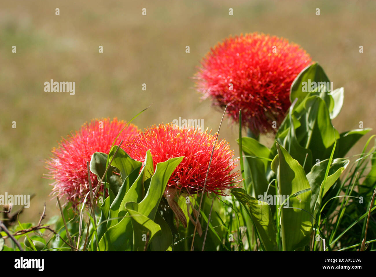 Blood Lily / Fireball Lily Stock Photo - Alamy