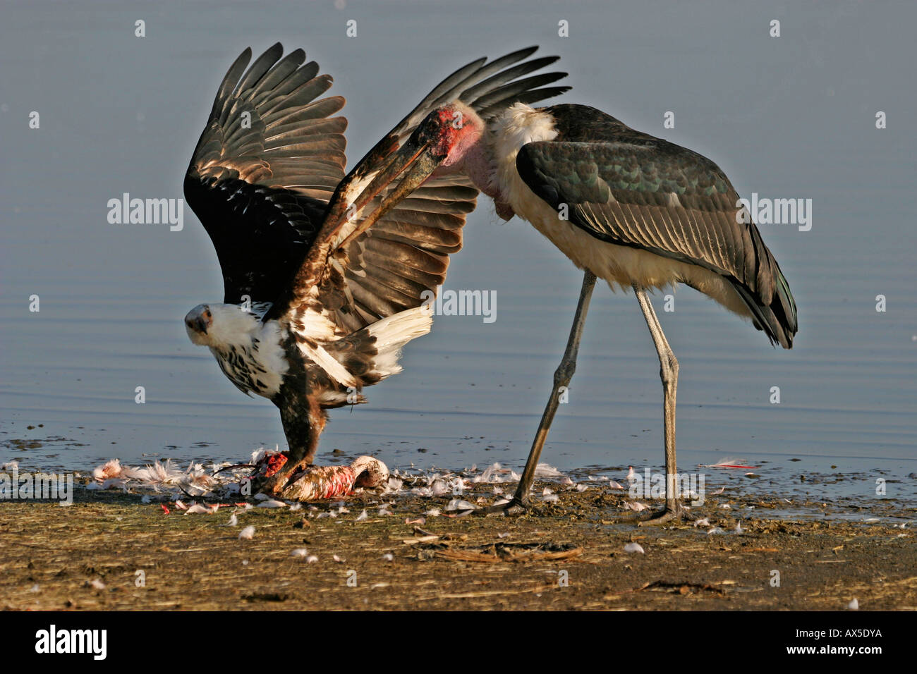 African Fish Eagle and Marabou Stork  Stock Photo