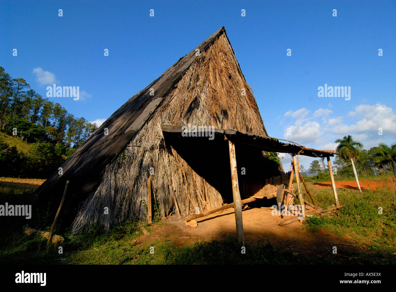 Tobacco hut at a tobacco field in Pinar del Rio, Vinales, Cuba, Caribbean Stock Photo