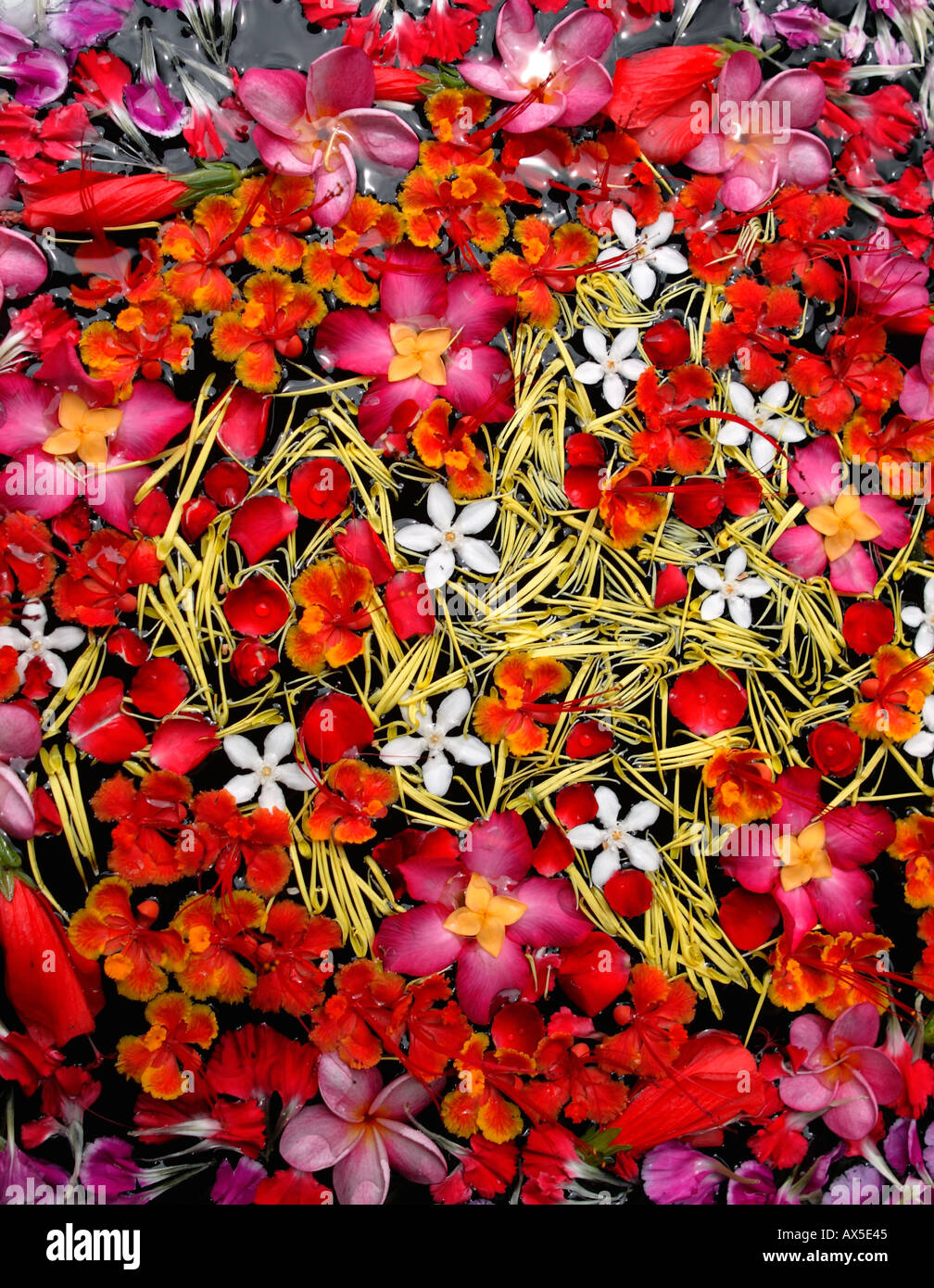 Flower composition Phuket Thailand Asia Stock Photo