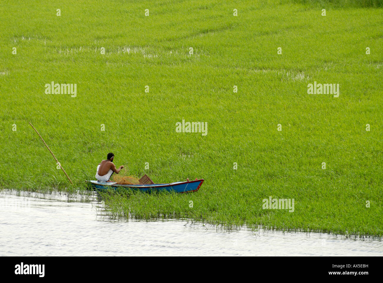Fisherman on the Nile, sea grass, Egypt, North Africa Stock Photo