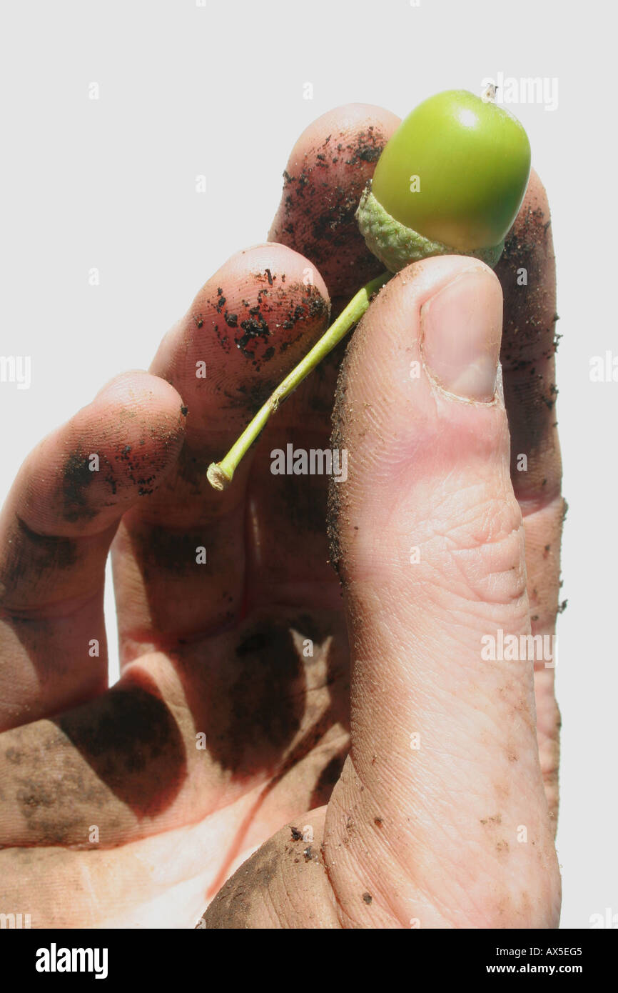 Small acorn held in gardener's hand Stock Photo
