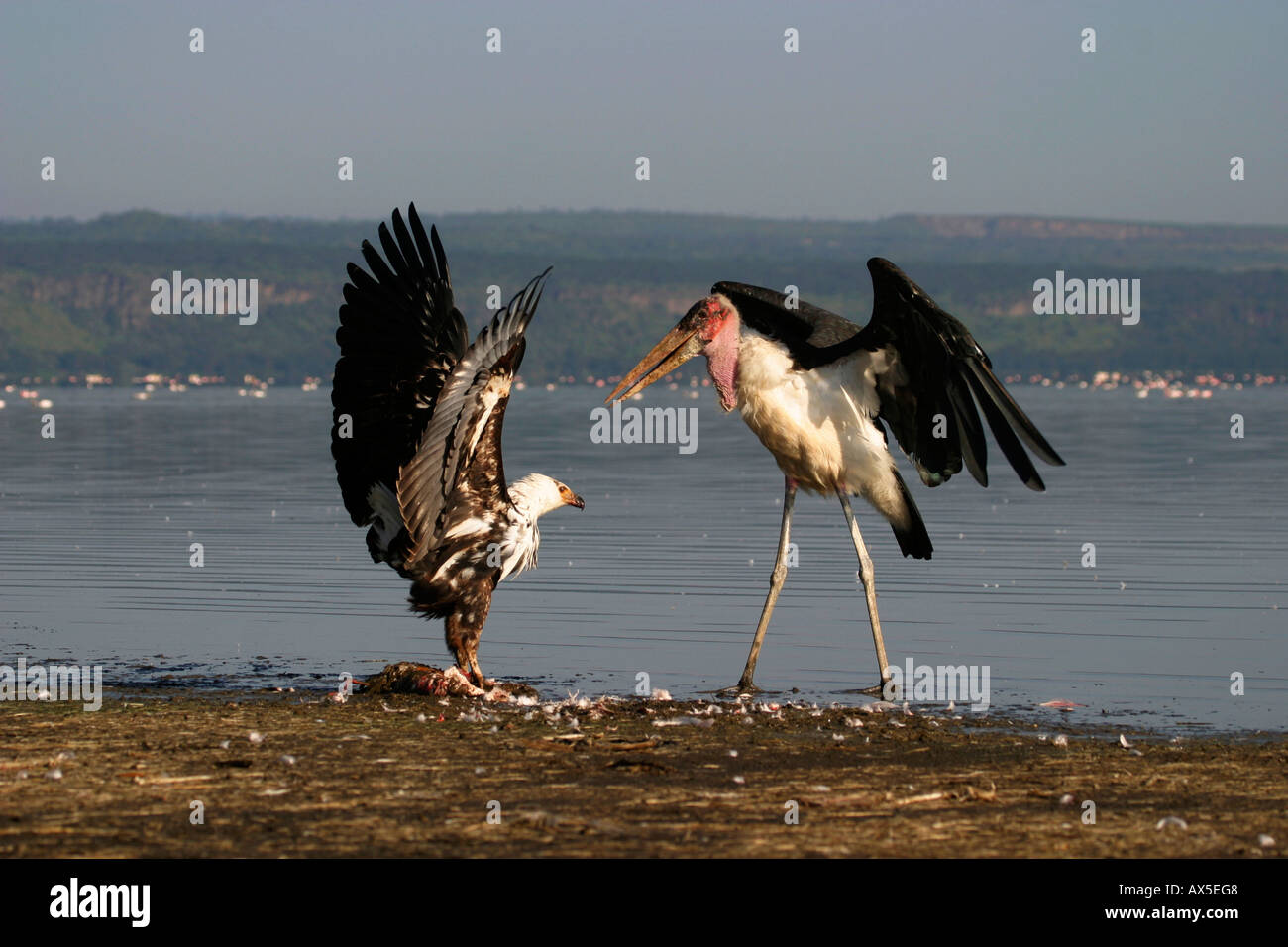 African Fish Eagle and Marabou Stork  Stock Photo