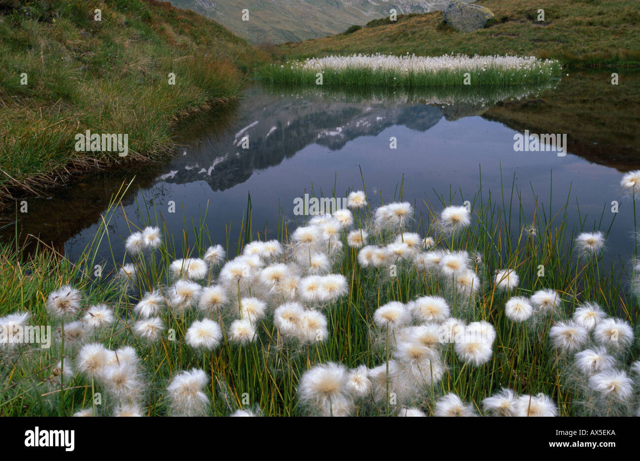 Pond with Cotton Grass Stock Photo Alamy