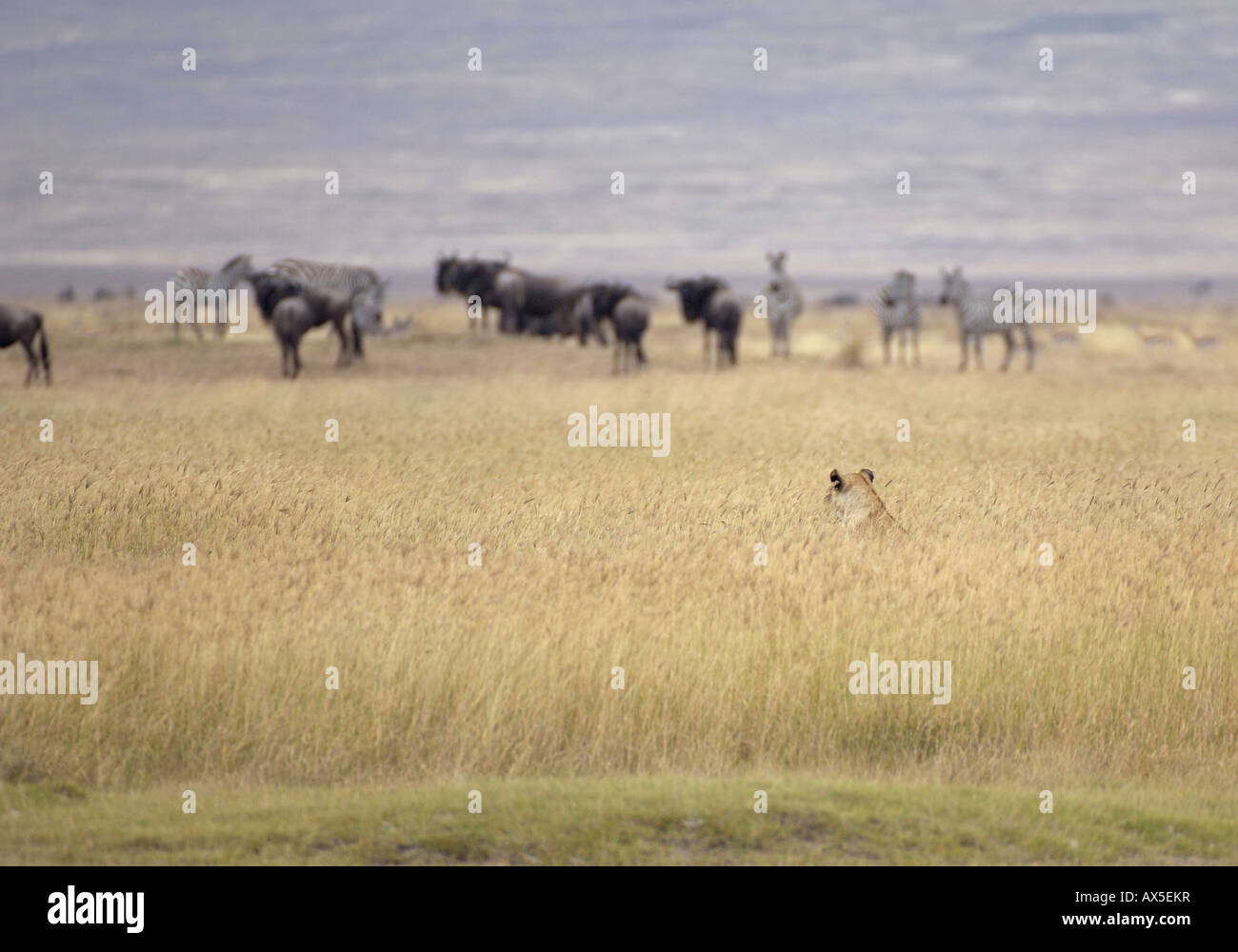 Lion (Panthera leo) morning hunt, Lion watching its prey, Ngorongoro Crater, Tanzania Stock Photo