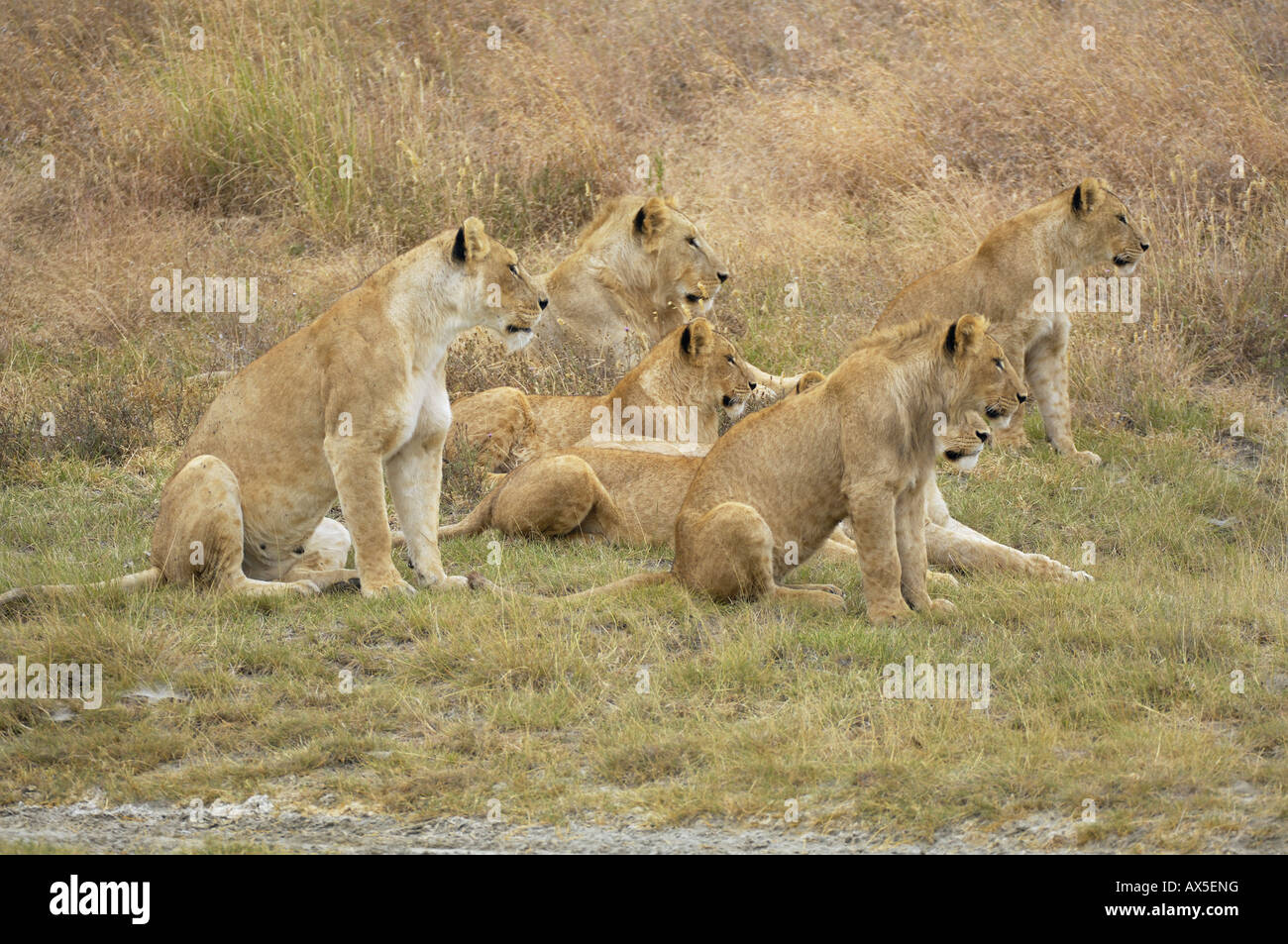 Lion (Panthera leo) morning hunt, lion pack locating its prey, Ngorongoro Crater, Tanzania Stock Photo