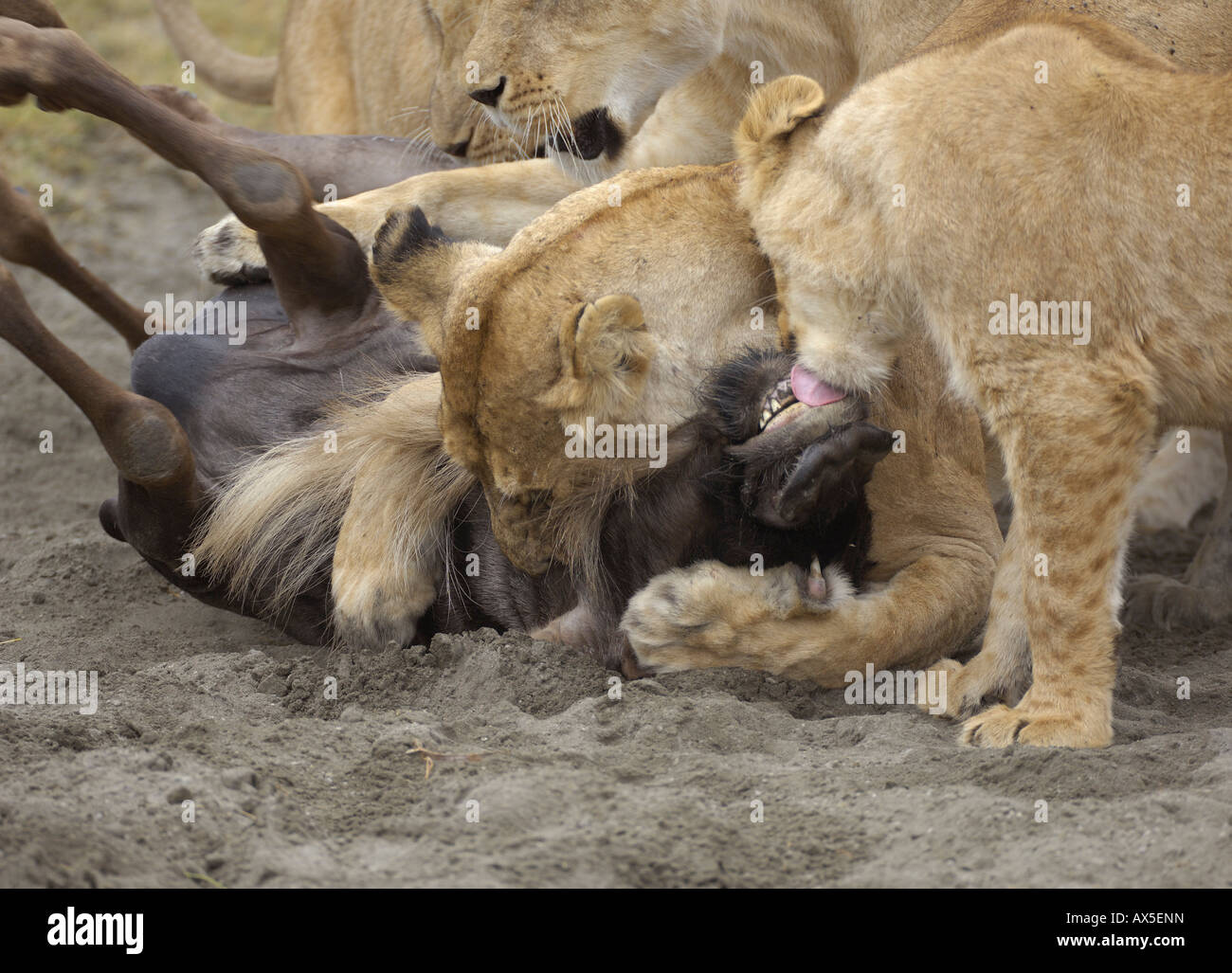 Lion (Panthera leo) morning hunt, lioness killing gnu with a throat bite, Ngorongoro Crater, Tanzania Stock Photo