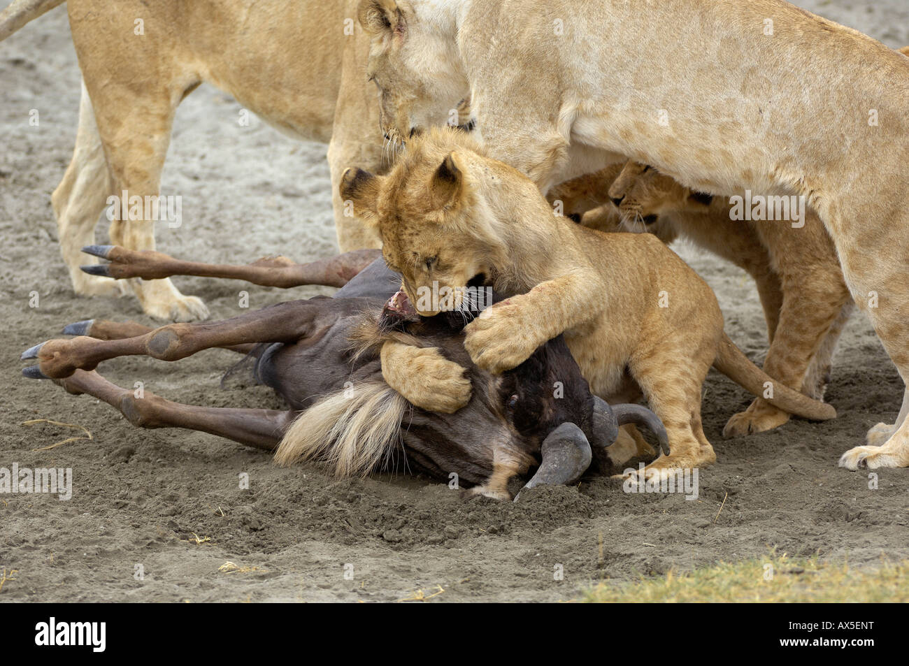 Lion (Panthera leo) morning hunt, a young lion trying to kill a gnu, Ngorongoro Crater, Tanzania Stock Photo